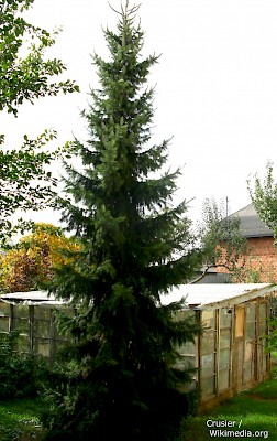 Picea omorika