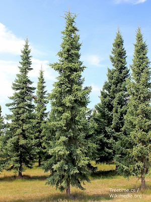 Picea mariana