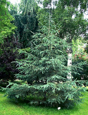 Picea glauca